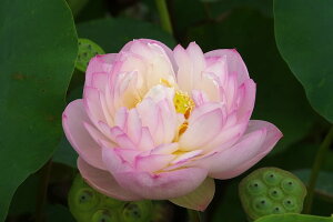 ԃnX |bg̔@ؐ@10@^iij@yzyԘ@AԃnXzy10`|bgzy^eȏ͔|izyDhz