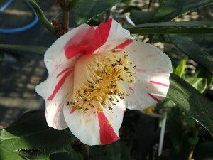 椿 苗 久留米金魚椿 4年生挿木苗 5号 (長期化成肥料付)【半日陰〜好日性植物】【椿苗 ツバキ】【盆栽素材】【茶花】【ミニ盆栽 苗】【花木】【久留米金漁葉椿 変り葉】【椿 苗木】