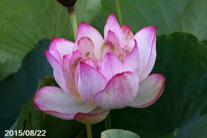 ԃnX |bg̔@@@10@^iij@yzyԘ@AԃnXzy10`|bgzy^e͔|izyDhz