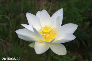 ԃnX |bg̔@։@@10@^iijyzyԘ@AԃnXzy10`|bgzy^e͔|izyDhz