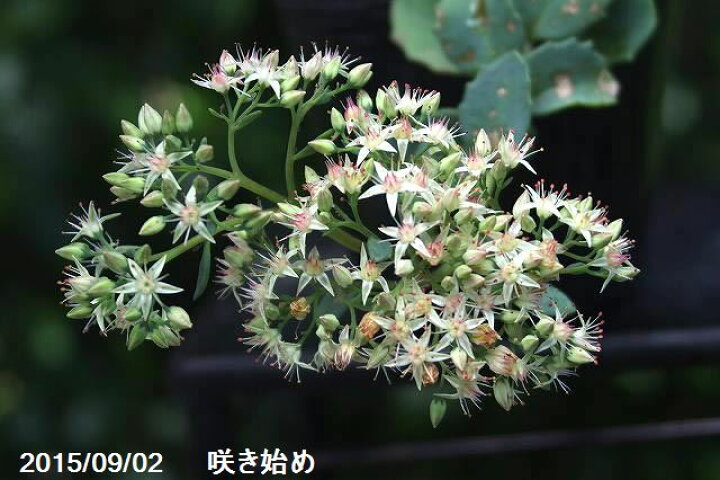 楽天市場】ツガルミセバヤ 3号(9cmポット)【日本の多肉植物】【初秋の 