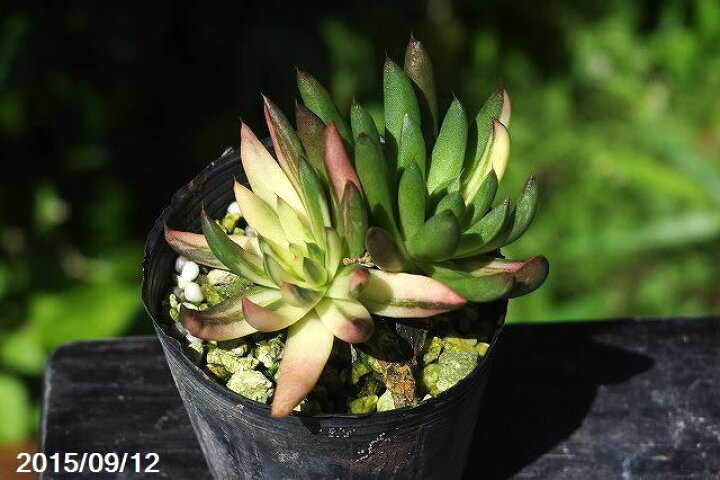 楽天市場】斑入ツメレンゲの縞 「爪蓮華 錦」 2号 【日本の多肉植物 