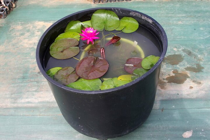 楽天市場 サンポット 底穴無し 80l 1個単位 メダカ鉢 金魚鉢 花ハス鉢 睡蓮鉢 コウホネ用鉢 水生植物鉢 プラスチック鉢 ミジンコ飼育 植木鉢 大鉢 石田精華園 楽天市場店