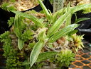 斑入り山野草　サギソウ　天の川　50球（中小球） （Habenaria radiata variegatus cv.amanokawa） 　【夏の山野草湿生植物】【球根販…