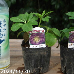 c|@NX}X[Y̎c@_uoCJ[@3 yK[fnCubh_uzyRnhzyȀhzyt̃K[fjOz