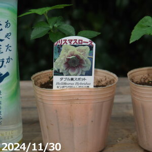 野田園芸 クリスマスローズの実生苗 ダブルイエロースポット 3号 【ガーデンハイブリッドダブル】【山草系宿根草】【日陰の宿根草】【春のガーデニング】