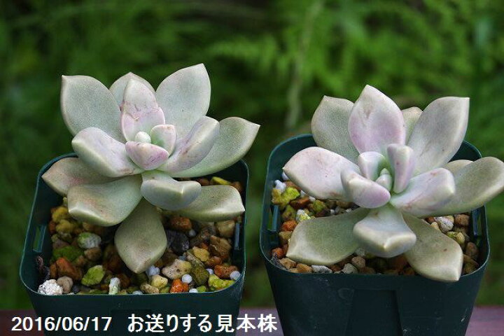 楽天市場】グラプトベリア 淡雪 2.5号(7.5cmポット)【外国の多肉植物 