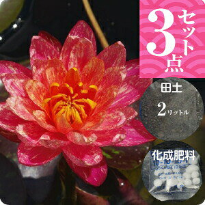 уXC@uEBT[(rT)v(^)@3_Zbgyc{cy2L{܂t0.5L{엿zyAEtAzy@Ez