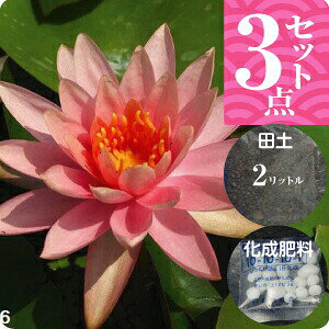 睡蓮 苗の人気商品 通販 価格比較 価格 Com 睡蓮 苗の人気商品 通販 価格比較 価格 Com