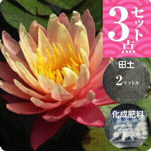 уXC@uObOXIWr[eB[v(^)@3_Zbgyc{cy2L{܂t0.5L{엿zyAEtAzy@Ez