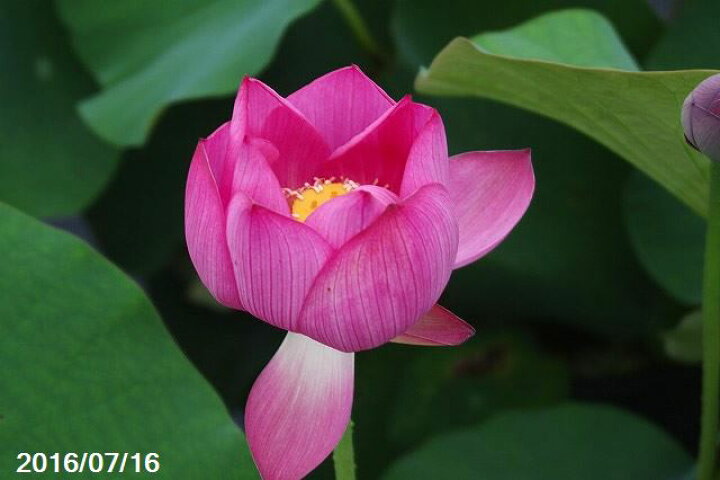 楽天市場 赤一重茶碗蓮 種3粒 花蓮 花ハス種子販売 ネコポス対応 代引不可 石田精華園 楽天市場店
