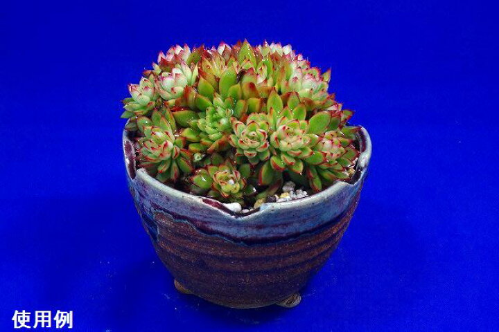 楽天市場】信楽焼 植木鉢 陶器 信楽焼伝統工芸士 作家 藤原順 作（古仙  