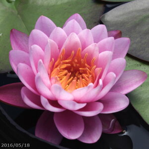 уXC@ԃXC@uCv(^)@yc̔zy엿tzIBio[eB[[Wj10g2܁@yAEtAzy@Ez