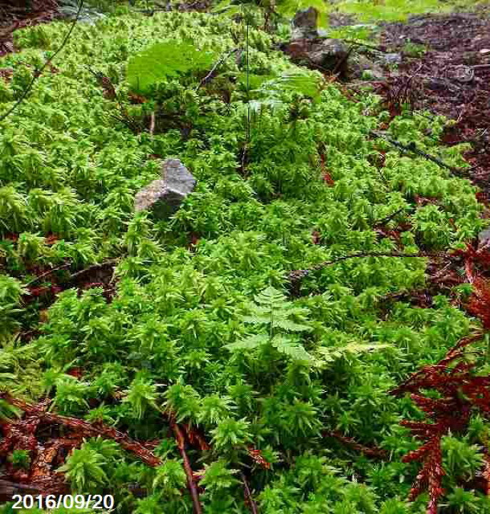 楽天市場 生ミズゴケ 栽培品 2l 袋詰め 日陰向きの苔 日陰の湿生植物 テラリウム 苔盆栽 山野草 食虫植物 ラン 蘭 サギソウ 生水苔 生水蘚 生みずごけ 石田精華園 楽天市場店