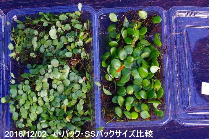 楽天市場】マメヅタ フタ付き 小（S）パック（外径19cm×12cm） 【盆栽 