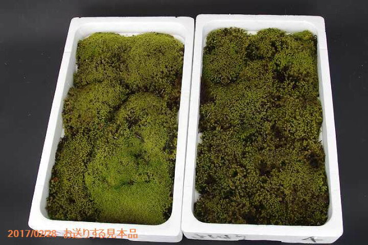 楽天市場 京の苔 苔盆栽に最適 スナゴケ 発砲スチロール箱入り 苔盆栽 苔テラリウム 小山飾り 寄せ植え 夏半日陰の苔 石田精華園 楽天市場店