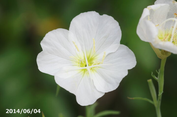 楽天市場 白花ツキミソウ 3号 白花月見草 初夏の山野草 好日性宿根草 野草系宿根草 石田精華園 楽天市場店