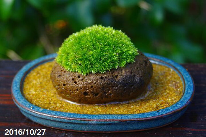 楽天市場】薩摩産 軽石鉢 3ヶ組(SSS) 【おかまりも・苔盆栽】【山野草 