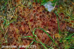 楽天市場 生ミズゴケ 栽培品 6l 袋詰め 日陰向きの苔 日陰の湿生植物 テラリウム 苔盆栽 山野草 食虫植物 ラン 蘭 生水苔 生水蘚 生みずごけ 石田精華園 楽天市場店