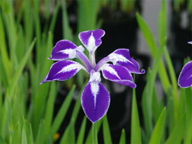 カキツバタ　舞孔雀　4号深　【初夏の水生植物(抽水植物)】【好日性宿根草】