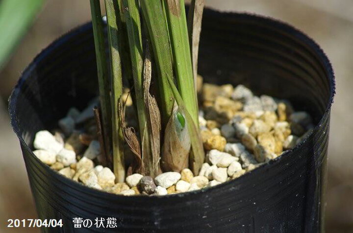 楽天市場】春の山野草 シュンラン(春蘭) 3号深(9cmポット)【ラン科植物 