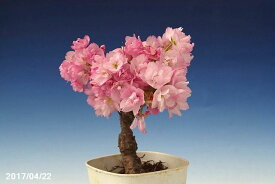 楽天市場 苔玉 桜 花 ガーデン Diy の通販