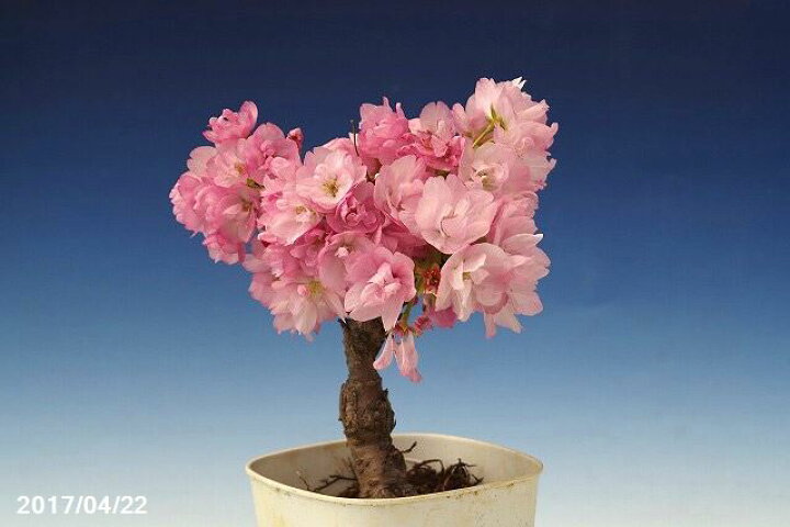 楽天市場 春の花木 八重咲き 一才桜 旭山 A 3 5号 盆栽素材 ミニ 盆栽 苗 苔玉素材 小山飾り素材 春の花木 サクラ さくら 石田精華園 楽天市場店