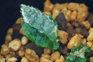 yizR쑐@C^oR@Xʁ@@3.5yNo.1601zyRnhzyȀhz