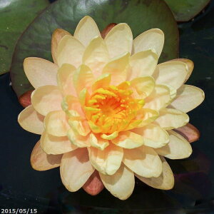 yN[|sI `9/25zуXC@}JE{@yc̔zy엿tzIBio[eB[[Wj10g2܁@y^izyAEtAzy@Ez