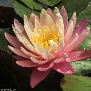 yő50%OFFN[|sIzуXC@ObOXIWr[eB[@(^)@yc̔zy엿tzIBio[eB[[Wj10g2܁@yAEtAzy@E