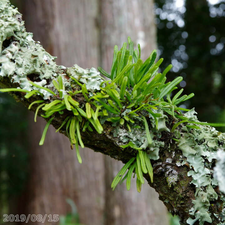 楽天市場 ヒメノキシノブ 4号丸カップ シダ植物 テラリウム用 山草系夏日陰の宿根草 半耐寒性宿根草 シェードガーデン向き宿根草 山野草 石田精華園 楽天市場店