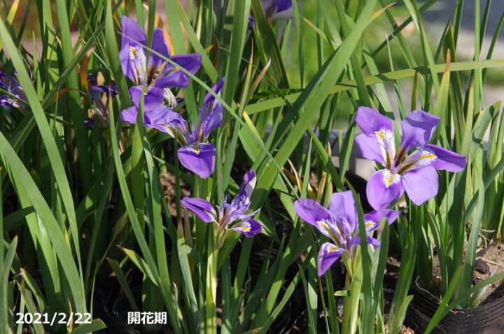 楽天市場 寒咲アヤメ カンアヤメ 4号深 12cm 野草系好日性宿根草 山野草 石田精華園 楽天市場店