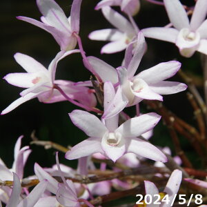 yi_No.8187zR쑐@Ν́@gyzylG̎R쑐zyĔÃV_Az