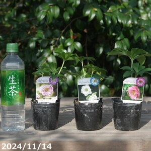 yő50%OFFN[|sIza NX}X[Y̎c@_u3Zbg 3yK[fnCubh_uzyRnhzyȀhzyt̃K[fjOz