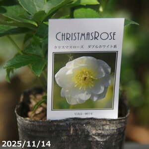 a NX}X[Y̎c@_uzCg 3yK[fnCubh_uzyRnhzyȀhzyt̃K[fjOz