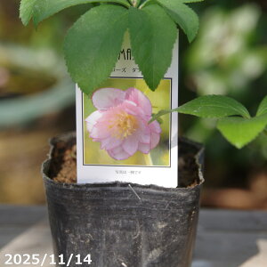 yő50%OFFN[|sIza NX}X[Y̎c@sN_u 3yK[fnCubh_uzyRnhzyȀhzyt̃K[fjOz