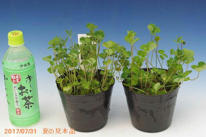 楽天市場 ウォータークローバー ムチカ 裸苗 冬期限定裸苗販売 春 秋の水生植物 水草 ビオトープ 浮葉 抽水植物 シダ 耐寒性宿根草 石田精華園 楽天市場店
