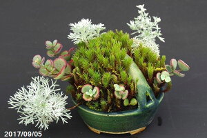 【現品】 越前芳水作寄せ植え 緑釉持ち手付変型鉢(10cm) アサギリソウ アポイミセバヤ スギゴケ 【No.6952】【寄せ植え・小山飾り】【苔盆栽・草盆栽】【山野草展・盆栽展】
