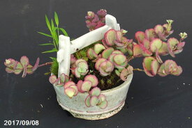 【現品】　越前芳水作寄せ植え　白青磁手桶変形鉢(10cm)　エッチュミセバヤ　ソビ　スギゴケ　　【No.7182】【寄せ植え・小山飾り】【苔盆栽・草盆栽】【山野草展・盆栽展】