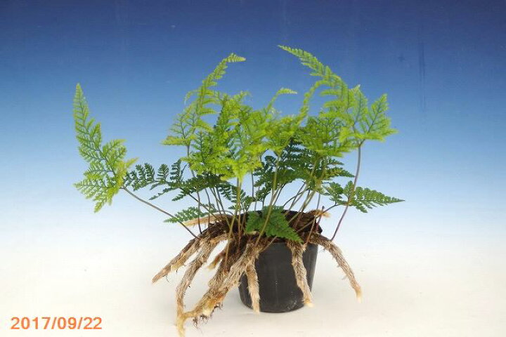 楽天市場】トキワシノブ 3号【シダ植物】【苔玉素材】【日陰の植物 