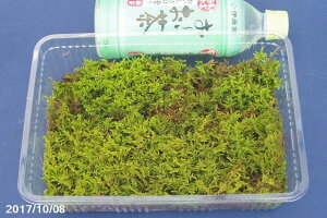 yő50%OFFN[|sIzy̑ہz VRcSP@iMjpbNiOa22.8cm×15.5cmj(ۋ2`2.5)y̑ۋʂɍœKzyۃeEzyϏȂہz