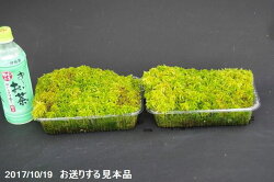 楽天市場 生ミズゴケ 生水苔 栽培容器になる 中 M パック 外径22 8cm 15 5cm 日陰向きの苔 日陰の湿生 植物 テラリウム 苔盆栽 山野草 食虫植物 ラン 蘭 生水蘚 生みずごけ 石田精華園 楽天市場店 楽天市場 生ミズゴケ 生水苔 栽培容器になる 中 M パック 外径22 8cm 15 5cm 日陰向きの苔 日陰の湿生 植物 テラリウム 苔盆栽 山野草 食虫植物 ラン 蘭 生水蘚 生みずごけ 石田精華園 楽天市場店