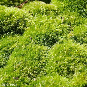 DރAnVKSP(}SP)@iSjpbNiOa19cm×12cmjyۖ~́zyۃeEzyE뉀̑ہzyۃ{gzyVF[hK[fzyȂہz