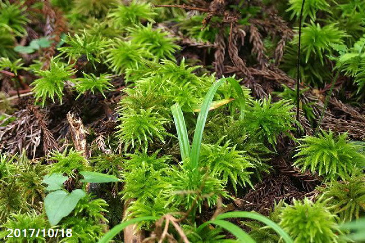 楽天市場 京都産 コウヤノマンネングサ 根巻苗 5 6本 おまけ4 5本 2セット 苔テラリウム 苔ボトリウム 日陰の湿生植物 非耐暑性耐陰性の苔 山野草 石田精華園 楽天市場店