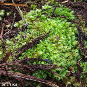 【京の苔】オオシラガゴケ 大(L)パック(外径27.5cm×19.3cm)【苔盆栽】【苔テラリウム】