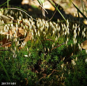 y̑ہzRXMSP@iMjpbNiOa22.8cm×15.5cmjyۃeEEۃ{gEEroEzyēȂہz