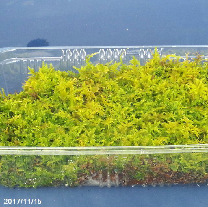楽天市場 京の苔 テラリウムにぴったり もりもりの ハイゴケ 中 M パック 外径22 8cm 15 5cm 夏半日陰のコケ 戸外栽培用の苔玉 苔テラリウム 石田精華園 楽天市場店