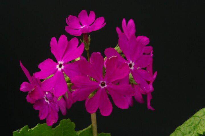 楽天市場 日本桜草銘品 零れ紅 2株入り 3号深ポット 山草系夏半日陰の宿根草 日本サクラソウ銘品 サクラソウ苗 さくらそう苗 桜草苗 伝統園芸植物 古典園芸植物 石田精華園 楽天市場店