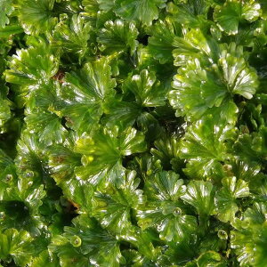 E`SP@iMjpbNiOa22.8cm×15.5cmjyV_AzyeEzyA̐AzylG̎R쑐z