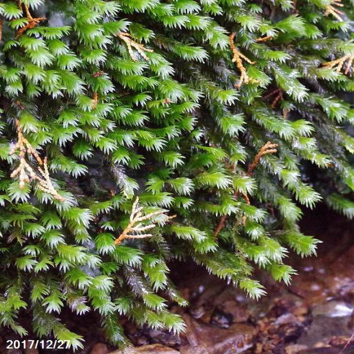 楽天市場 ホウオウゴケ 三重県産 3号パック 苔テラリウム 苔ボトリウム ビバリウム 夏日陰の苔 湿生植物 水生植物 アクアリウム 石田精華園 楽天市場店